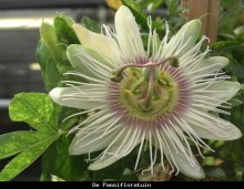 Caerulea
