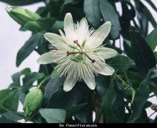 Caerulea Constance Elliot